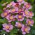Anemone hupehensis Rose Shades.jpg
